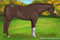 Horse Color:Liver Chestnut 