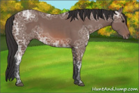 Horse Color:Bay Ice Rabicano 