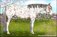 Horse Color:Bay Roan Splash Appaloosa 