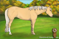 Horse Color:Palomino 