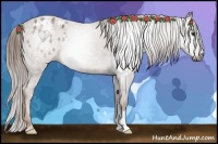 Horse Color:Gray Chestnut Appaloosa