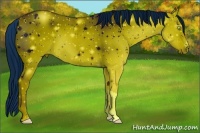 Horse Color:ERROR: UNKNOWN ANOMALY