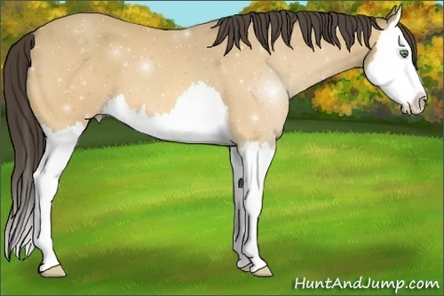 Horse Color: Amber Cream Champagne Splash 