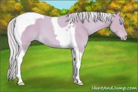 Horse Color:Watercolor Cremello Tobiano 