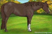 Horse Color:Liver Chestnut