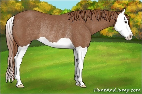 Horse Color: Chestnut Splash Rabicano 