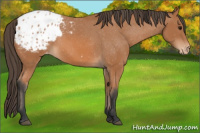 Horse Color:Bay Appaloosa
