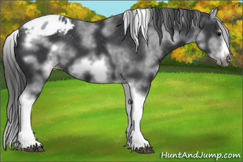 Horse Color: White Spotted Black Splash Tobiano Frame Blanket 