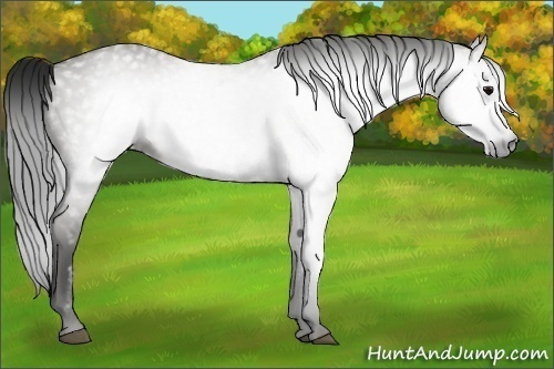 Horse Color:Gray Grullo