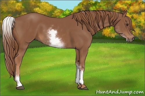 Horse Color:White Spotted Chestnut 