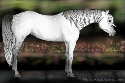 Horse Color:Gray Black