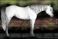 Horse Color:Gray Black 