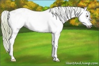 Horse Color:Gray Watercolor White Spotted Red Dun Roan Blanket Rabicano 