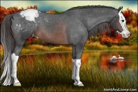 Horse Color:Brown Splash Snowcap 