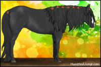 Horse Color:Black 