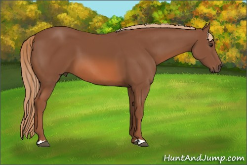 Horse Color: Liver Chestnut 