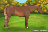 Horse Color:Liver Chestnut 