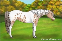 Horse Color:Bay Tobiano Near Leopard 