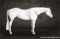 Horse Color:Palomino Tobiano Appaloosa