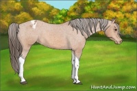 Horse Color:Bay Tobiano Blanket 