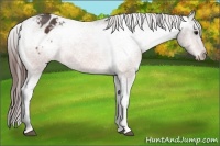 Horse Color:Bay Appaloosa 