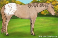 Horse Color:Chestnut Appaloosa 