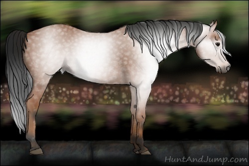 Horse Color:Gray Bay 