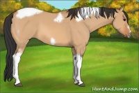 Horse Color:Bay Dun Tobiano Frame