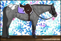 Horse Color:Blue Roan Appaloosa 