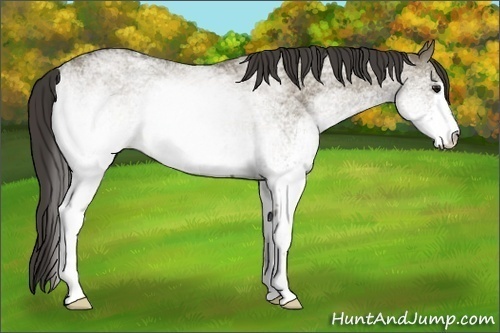 Horse Color: White Spotted Smoky Grullo 