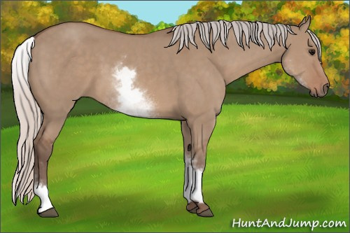 Horse Color: White Spotted Silver Grullo 