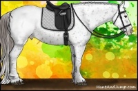 Horse Color:Brown Appaloosa