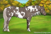 Horse Color:White Spotted Silver Black Rabicano 