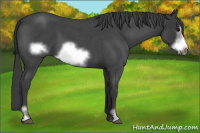 Horse Color:Blue Roan Sabino Frame 