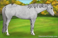 Horse Color:Black Sabino Appaloosa