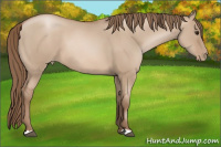 Horse Color:Grullo Pearl 
