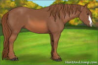 Horse Color:Liver Chestnut 