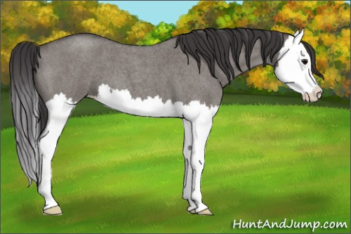 Horse Color: Smoky Grullo Roan Splash 