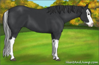 Horse Color:Black Splash