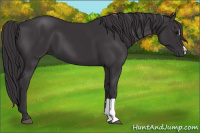 Horse Color:Smoky Black 