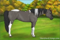 Horse Color:Grullo Tobiano 