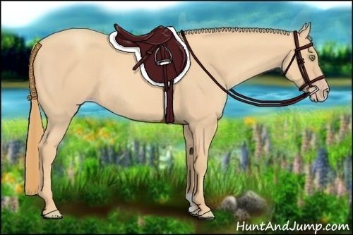 Horse Color:Gold Champagne Rabicano