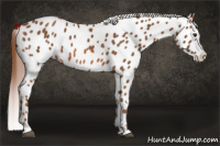 Horse Color:Liver Chestnut Appaloosa 