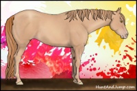 Horse Color:Gold Champagne 