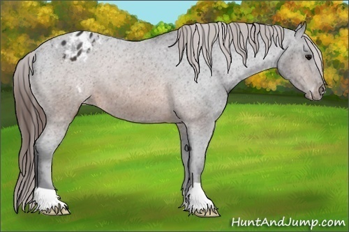 Horse Color:Brown Appaloosa 