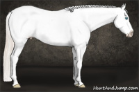 Horse Color:Chocolate Palomino Pearl Appaloosa 
