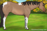 Horse Color:Bay Dun Tobiano 