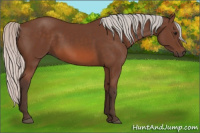 Horse Color:Silver Bay 