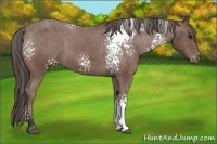 Horse Color:White Spotted Bay Appaloosa