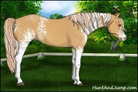 Horse Color:White Spotted Palomino 